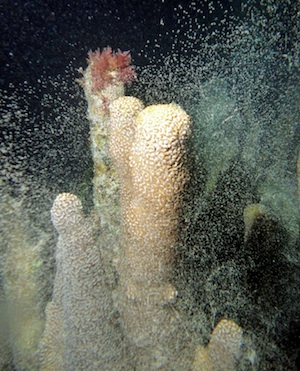 The explosion and exchange of gametes into the water means the critical continued survival of coral reefs.